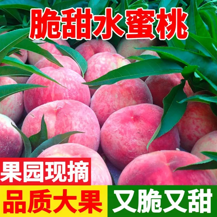 【坏果包赔】新鲜水蜜桃脆桃子毛桃水果现摘3/5/斤山西露天脆甜包邮