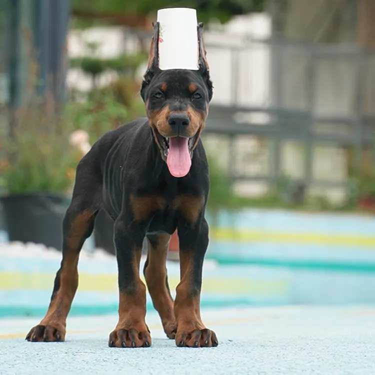  0520拍摄5号杜宾狗狗幼犬弟弟①5.24