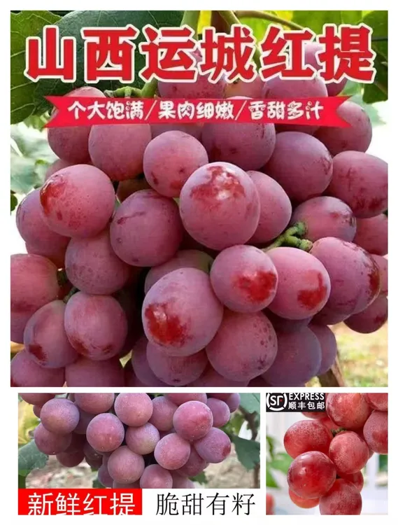 【顺丰包邮】正宗新鲜现摘有籽红提葡萄当季水果产地直发多汁