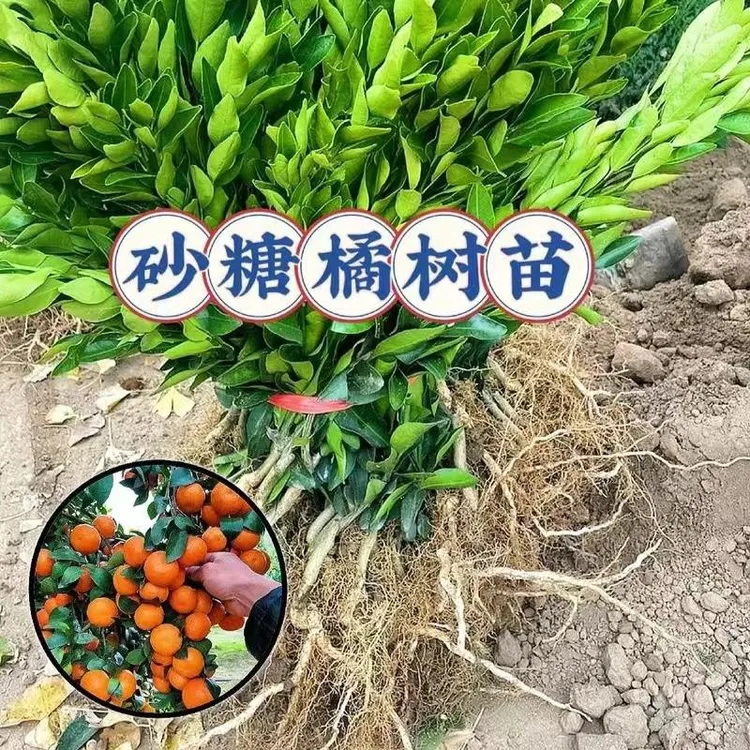 砂糖橘果苗盆栽地栽南方北方种植嫁接桔子柑桔蜜桔丑橘当年结果苗