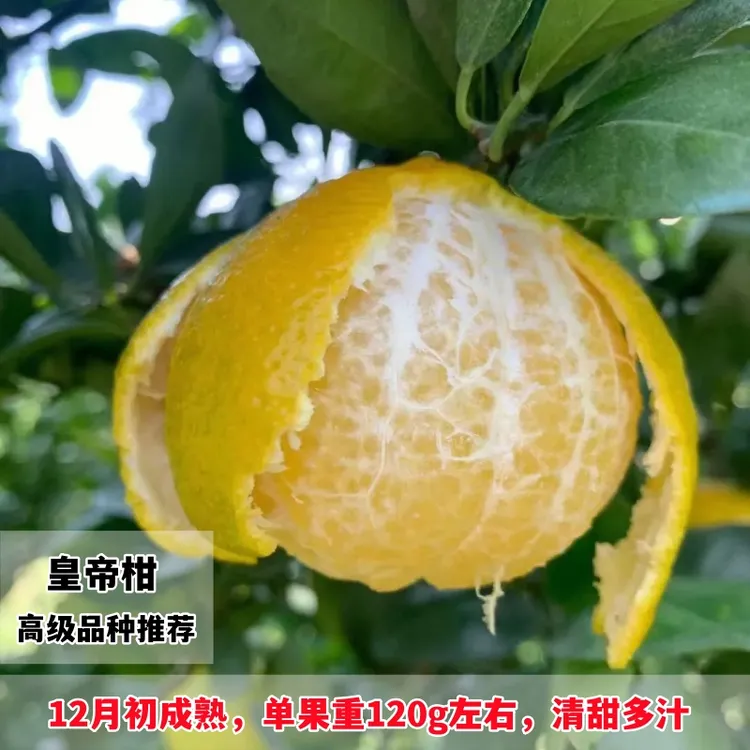 皇帝柑树苗南北方庭院地栽柑橘苗大树盆栽嫁接带土桔子树当年结果