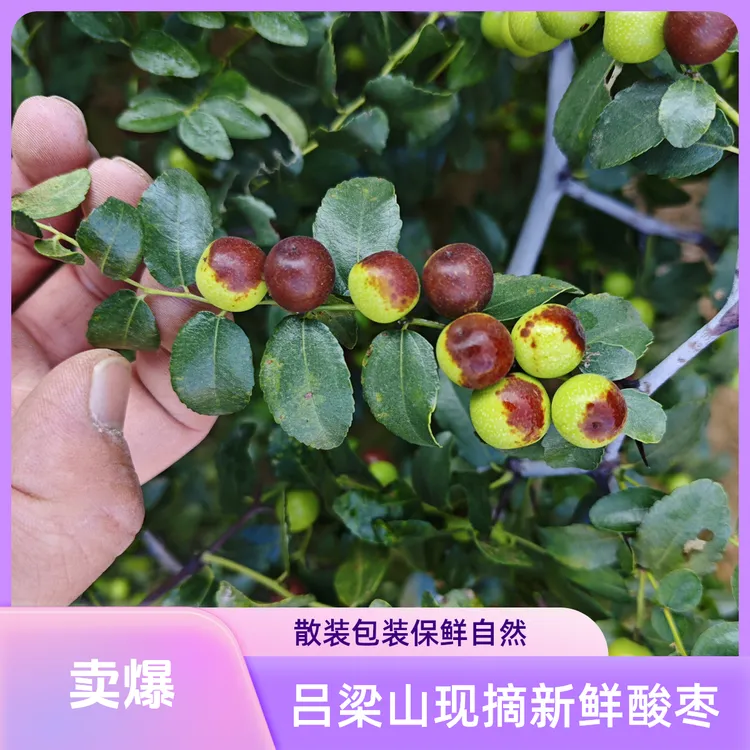 山西吕梁山现摘野生酸枣 枣核制作手串不打药孕妇放心吃枣仁饱满