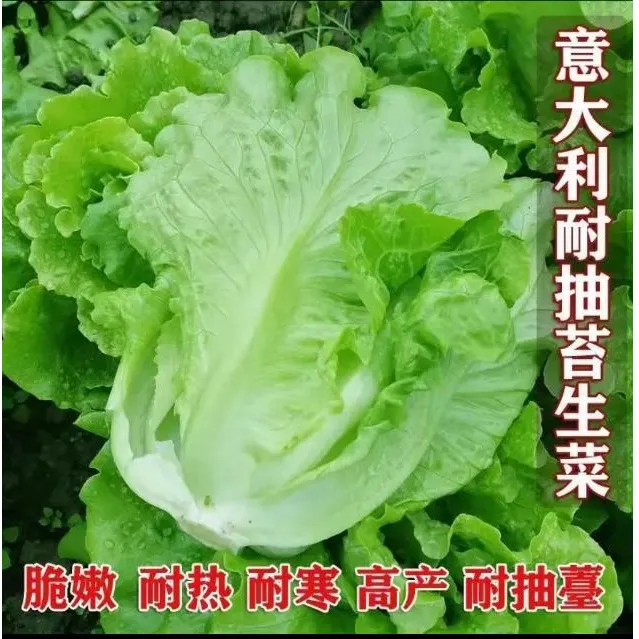 意大利生菜种子有机沙拉菜种子耐热耐寒生吃生菜种子四季田园种子