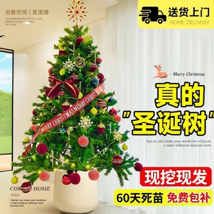 真的圣诞树盆栽真树活的挪威云杉真正的诺贝松真树松树圣诞节绿植