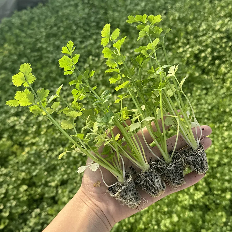 芹菜苗大皇后简单容易种植芹菜幼苗秧苗懒人种植阳台小院四季种植