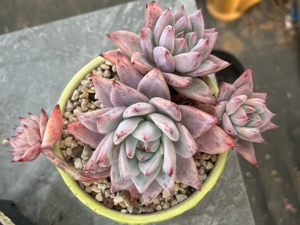 多肉植物韩版蜜卡群，老桩