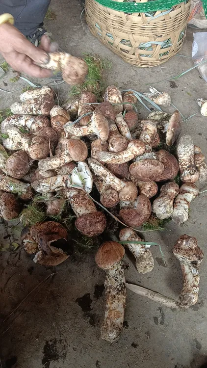 云南楚雄新鲜现挖野生松茸四川阿坝甘孜小金云南香格里拉空运冷链