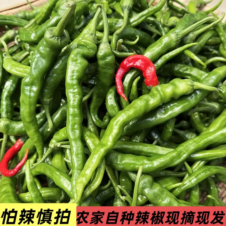 新鲜特辣薄皮辣椒青椒现摘农家自种香辣薄皮辣椒新鲜发货