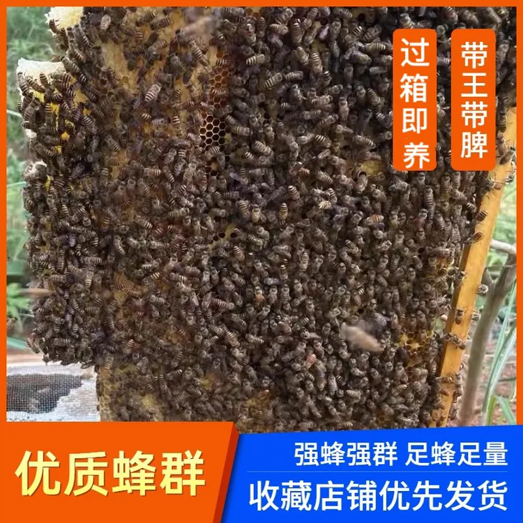蜂群王蜜蜂活体蜜蜂出售生态土蜂优质中华蜂蜂王种王出售