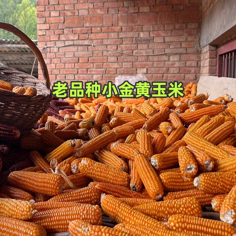 老品种小金黄非转基因可磨面老式笨玉米棒粒