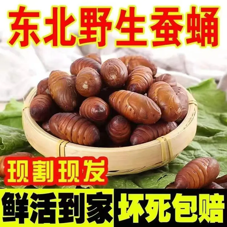 2025鲜活小二黄蛹产地直发