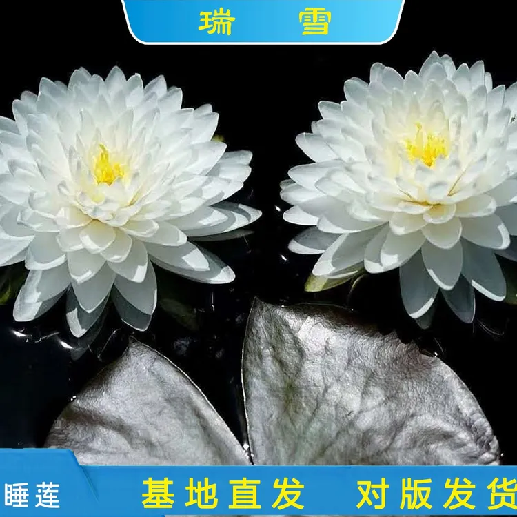 精品耐寒睡莲 瑞雪 池塘庭院水池基地带花发货