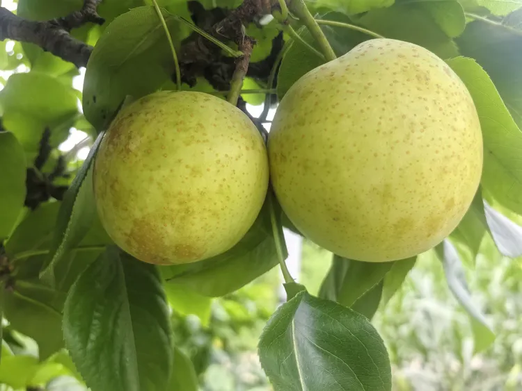 梁平蔬果珍选农家新鲜水果白花梨黄白皮甜梨