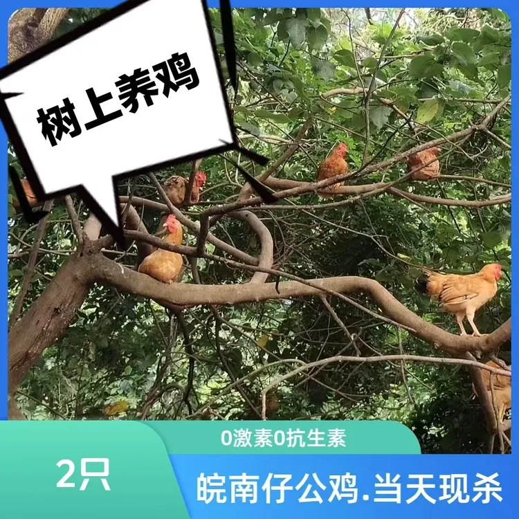 安徽九华山散养仔公鸡童子鸡现杀2只顺丰包邮