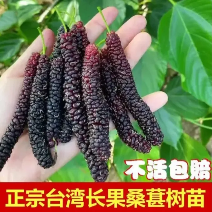 台湾长果桑树苗四季种植大果无籽可盆栽地栽桑葚果树苗木当年结果商品图