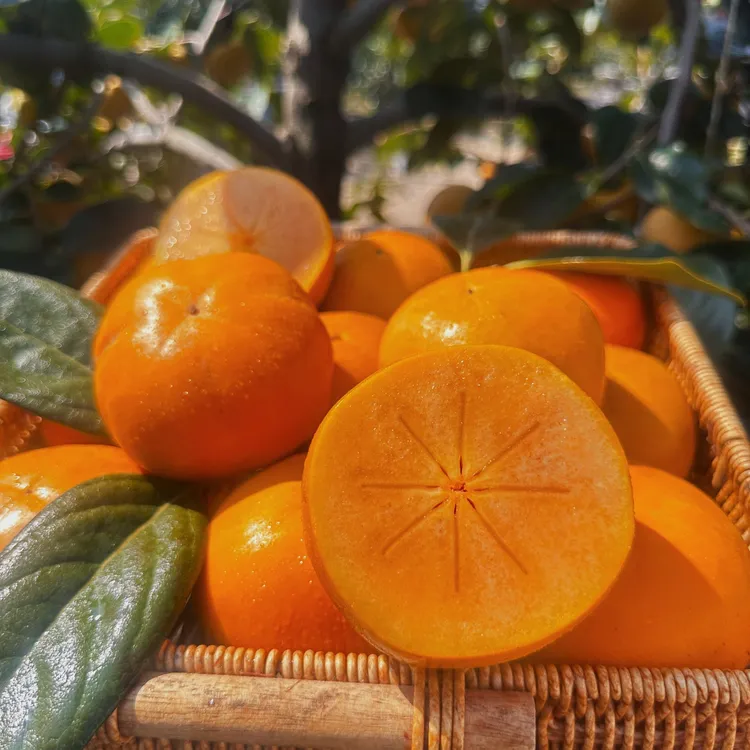 【收到直接吃】陕西冰糖心巧克力阳丰脆柿新鲜采摘不涩口2.5-5斤