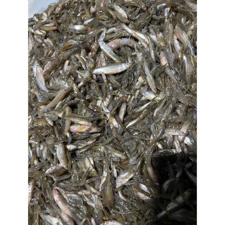 纯野生杂鱼江虾肉质鲜美口感绝佳顺丰包邮