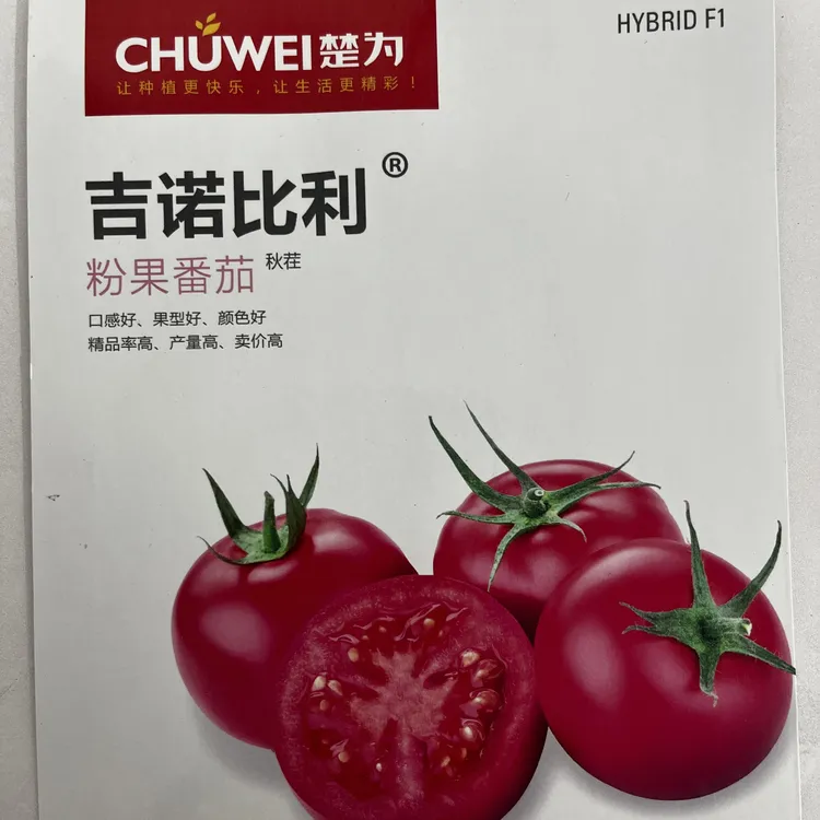 商品名:《吉诺比利》。大果口感番茄，单果260克左右，墨绿叶片，抗病毒