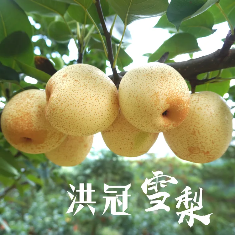 [洪冠雪梨] 信宜农产品雪花梨 皮薄肉厚 鲜嫩多汁 清甜脆口