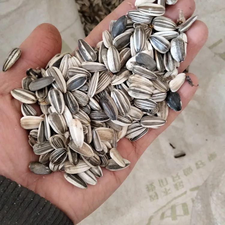 老式高杆向日葵生瓜子