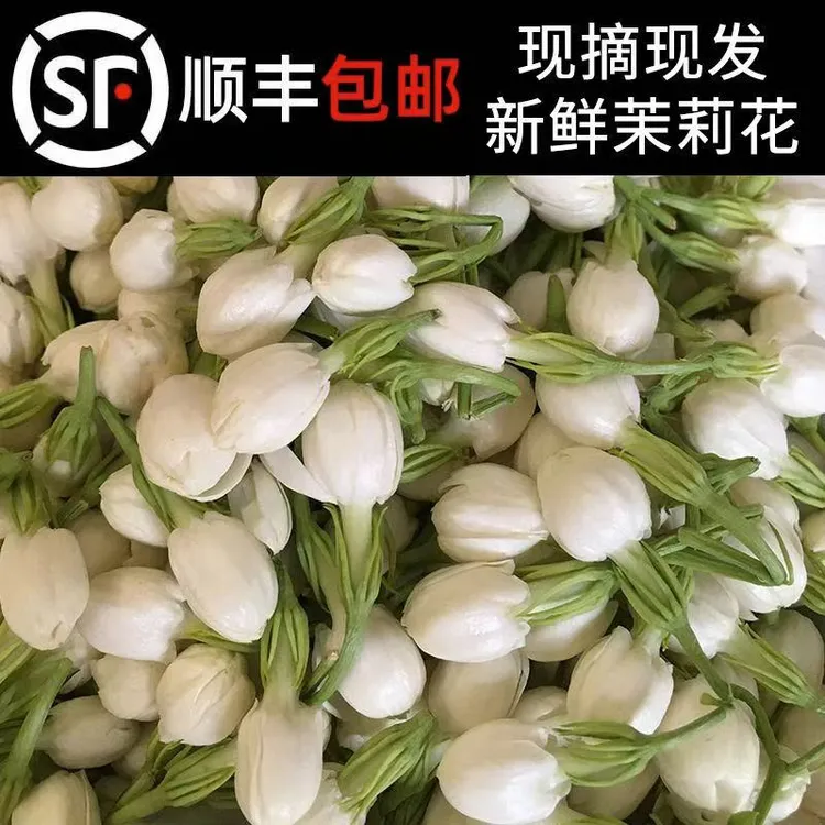 新鲜茉莉花广西横县茉莉花鲜花当季花骨花苞现摘茉莉花摆摊顺丰