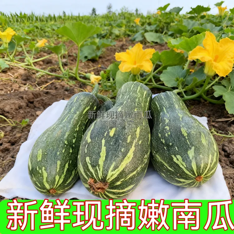 当季新鲜蔬菜嫩南瓜嫩瓜长南瓜扭新鲜花皮南瓜倭瓜嫩窝瓜