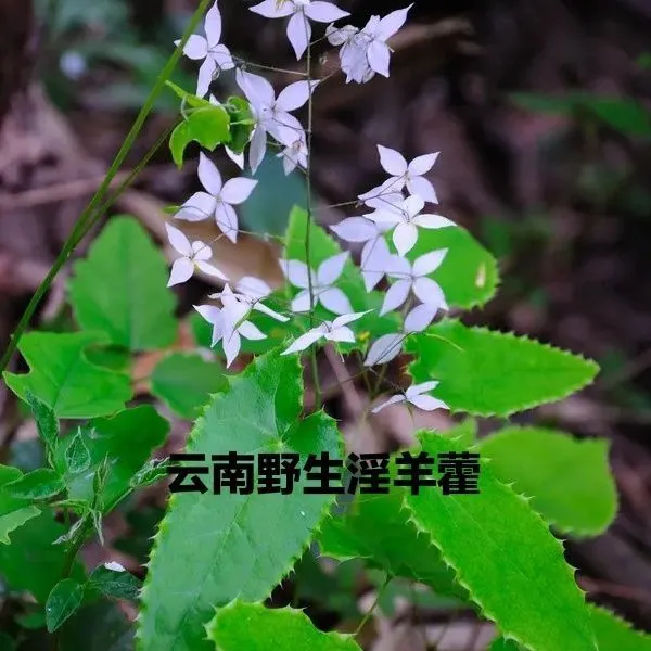 中药淫羊藿野生尖叶淫羊藿种苗阳合叶四季常绿三支九叶草新鲜正品