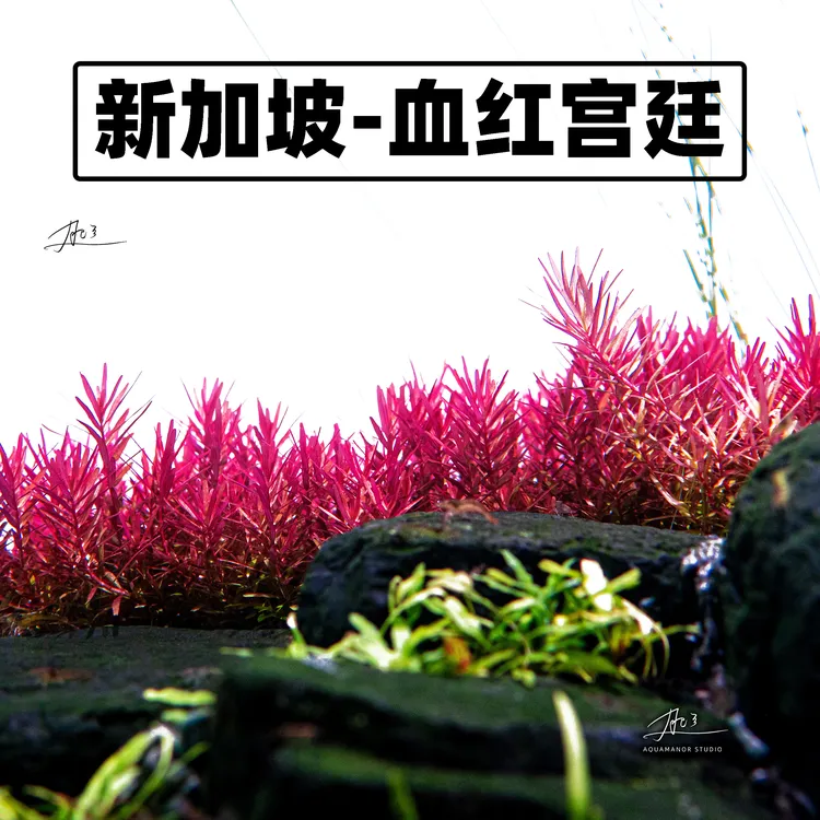 新加坡血宫廷水草无菌杯红宫廷红色水草缸