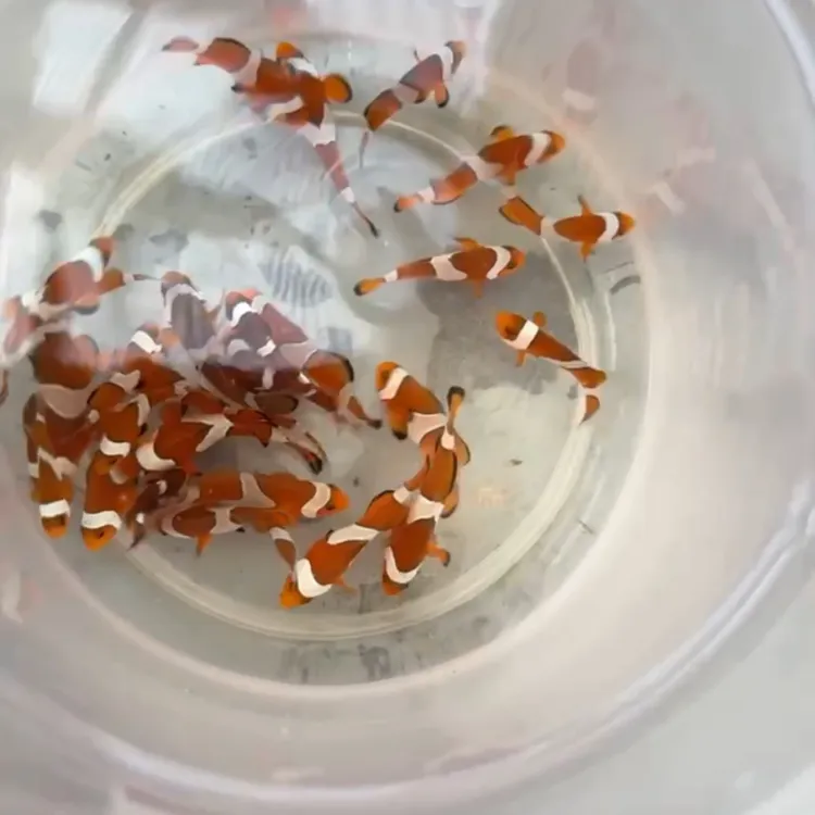 公子透红小丑鱼活体鱼宠物番茄人工繁殖会钻海葵海水小型鱼观赏鱼