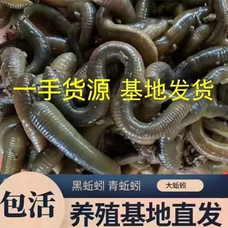 鲜活黑蚯蚓青蚯蚓特大号活体活饵用于钓黄鳝钓鱼