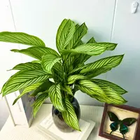 青纹竹芋水土培植物盆栽室内四季常青好养客厅办公室绿植