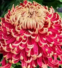 【燕山秋韵】大花富贵菊九月菊花苗盆栽适合室内外花开好看