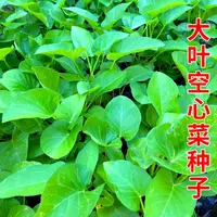 【满五包包邮】大叶空心菜种子通心菜种籽早熟高产四季