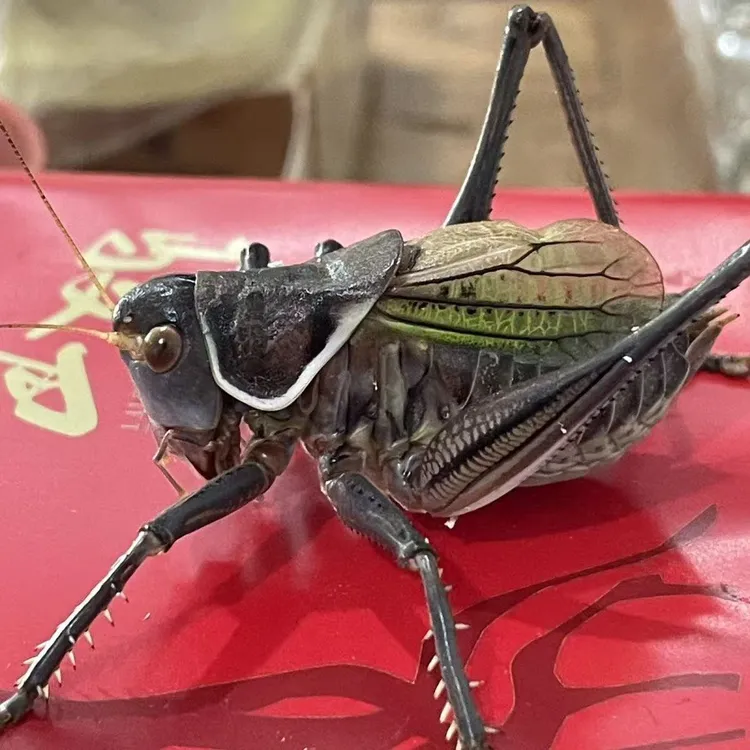 单独铁皮蝈蝈拍品款式（顺丰包邮  偏远地区不包邮）