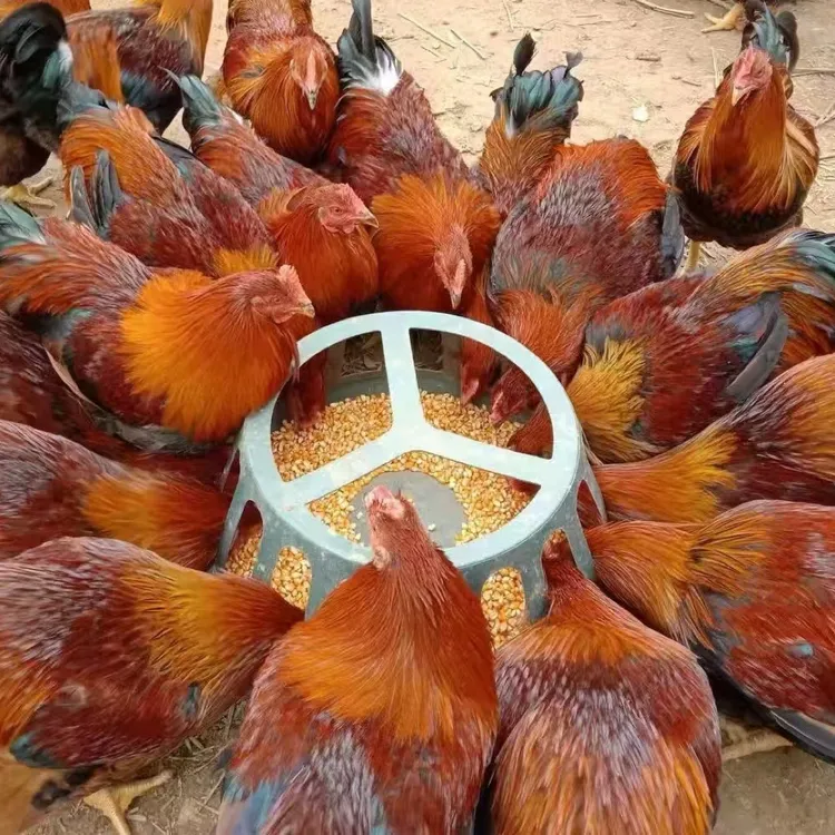 清远农村散养大扇鸡  喂玉米 当天宰杀当天发 顺丰冷链