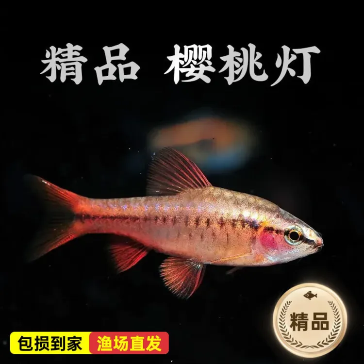 长尾樱桃灯鱼红玫瑰鱼红樱桃小型淡水草缸群游观赏鱼活体