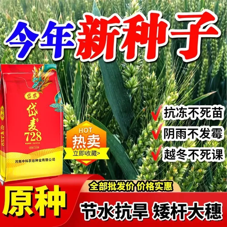 国审岱麦728小麦种子高产稳产矮杆大穗原装正品优质麦种