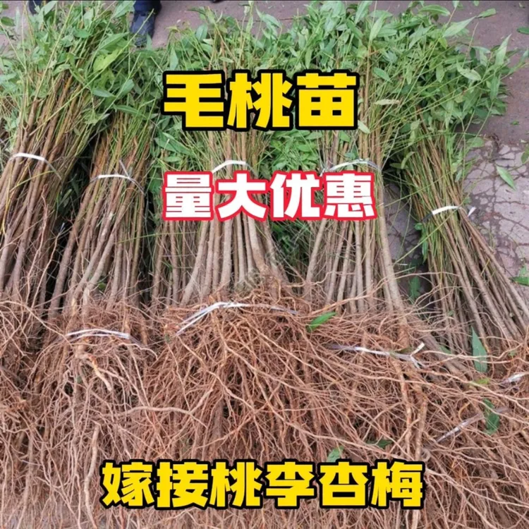 优质毛桃树苗可作桃树砧木南北方种植未嫁接现挖现发
