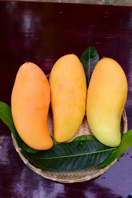 云南青芒金煌芒果当季新鲜现摘直发爆汁香甜水果芒果水果产地直发