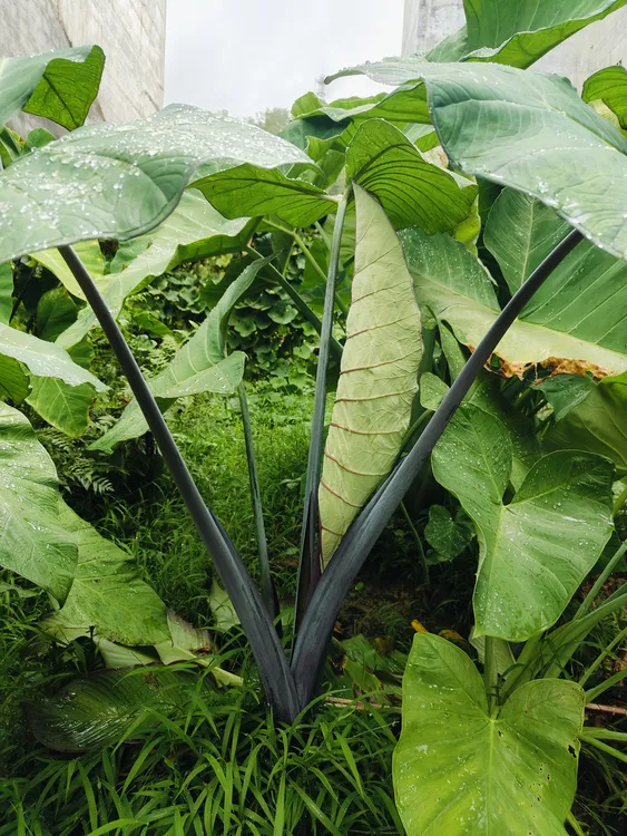 紫芋碟叶papi花烛高档观叶植物室内外装饰优选中苗