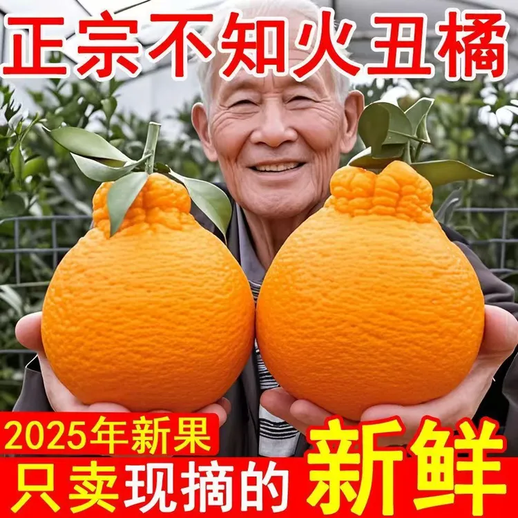 【精品彩箱】四川正宗高山丑橘不知火新鲜水果丑八怪柑橘整箱包邮