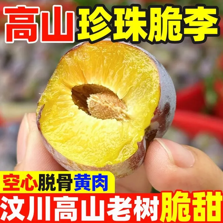 n【顺丰京东包邮】正宗汶川高山红脆李脆甜脱骨小时候的味道