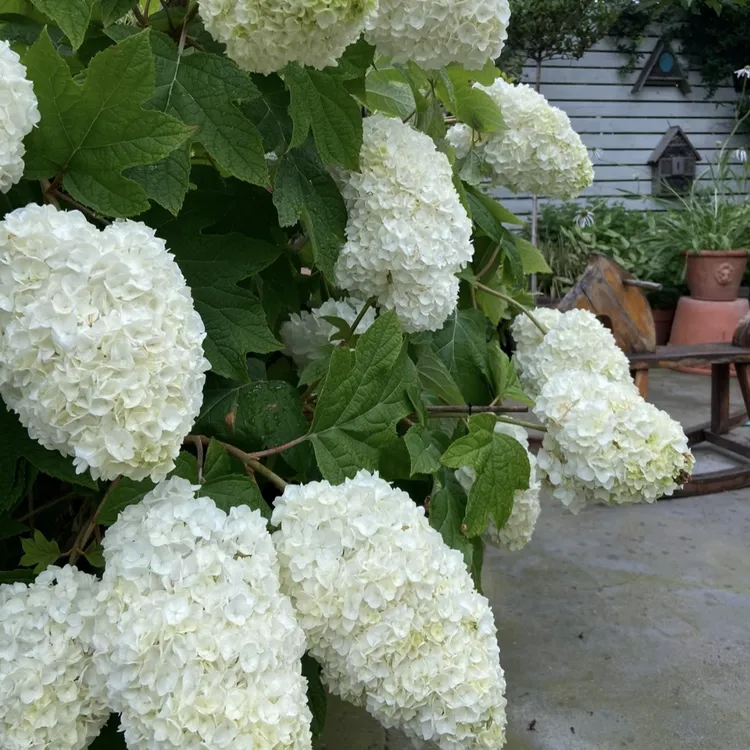 栎叶绣球和声盆栽 重瓣大花阳台庭院花园耐热耐寒多年生好养植物