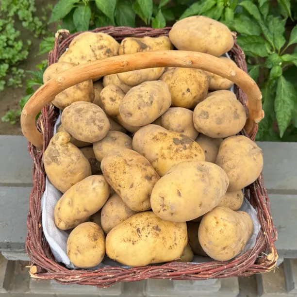【夏土豆】拓鲜生陕北特产山地种植白土豆粉糯沙洋芋带箱10 斤包邮