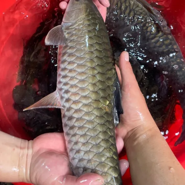 大山溪流军鱼黄娟鱼刺身天花板顺丰包邮到家