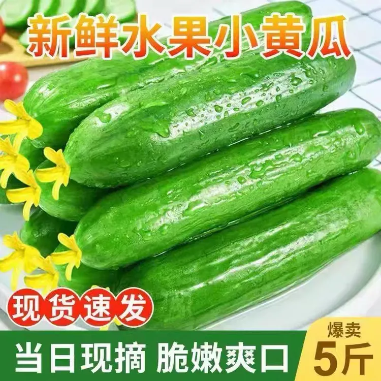 【现摘现发】正宗水果小黄瓜5斤精品装新鲜无刺脆甜嫩黄瓜清脆爽口