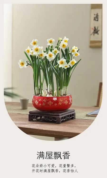 （16公分陶瓷盆）水仙花矮化好水培花卉耐寒浓香型室内外好养年宵花