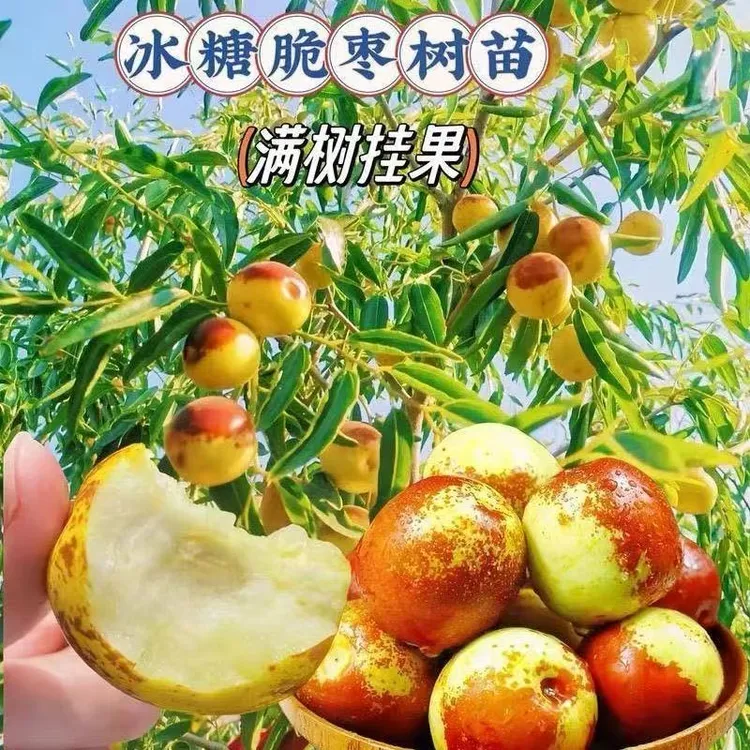 曼花卿无核冰糖冬枣苗嫁接晚熟枣子苗耐寒耐冻冬枣树苗当年结果