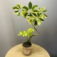 花叶鸭脚木桌面盆栽客厅室内绿植净化空气招财植物