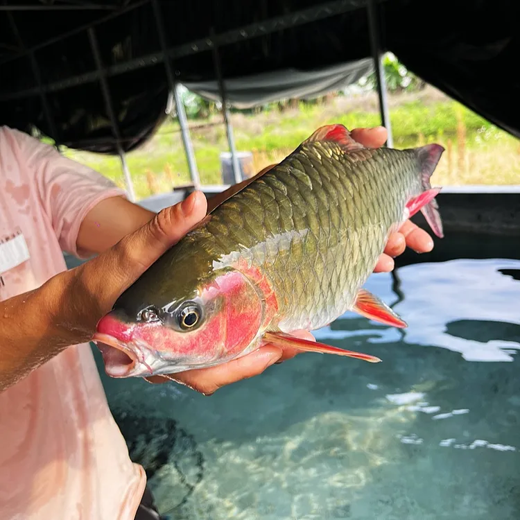 红脸将军鱼 青竹鱼  青竹鲤